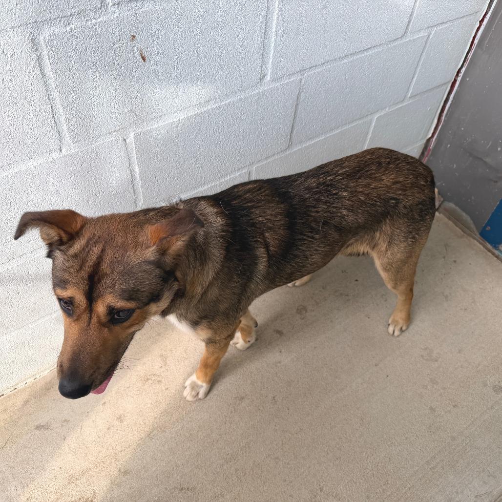 Enlarge Marty, a Adoptable mixed breed in Denison, TX image 6/6