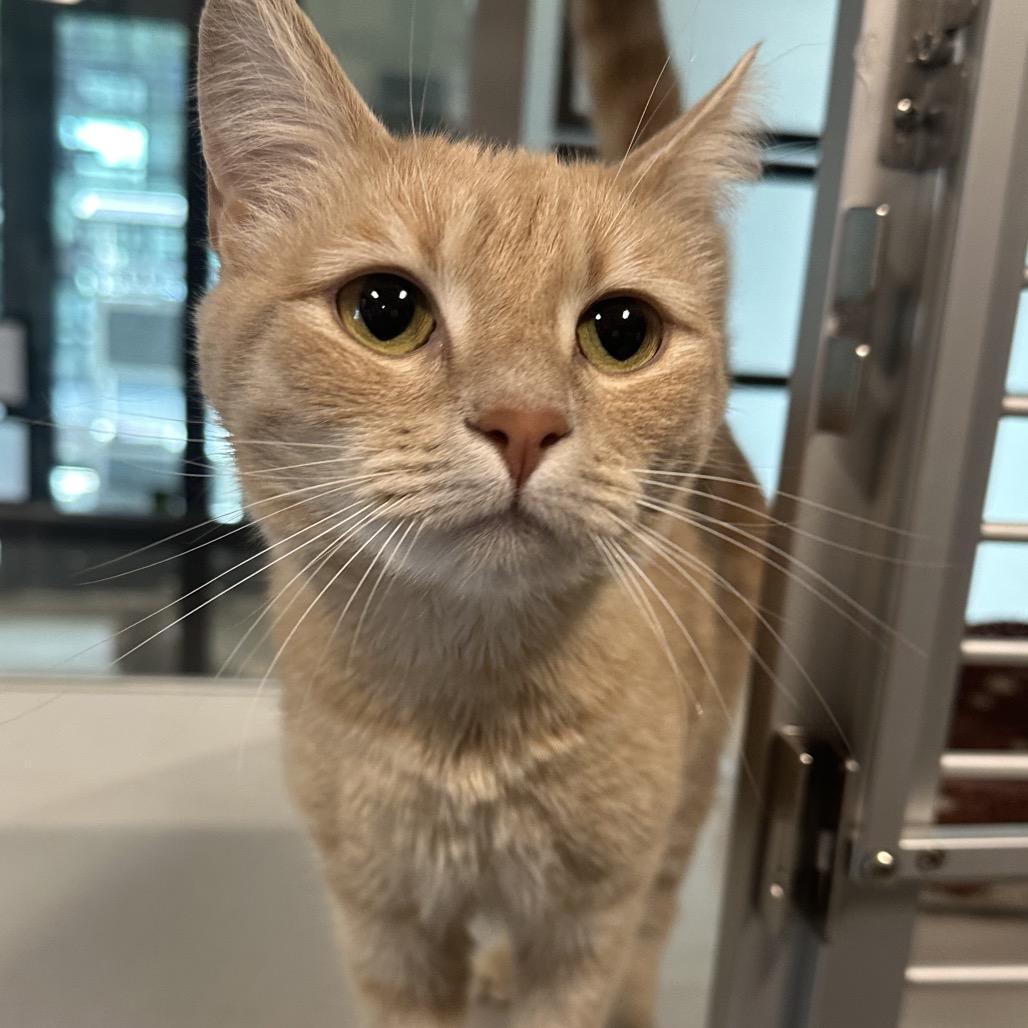 Enlarge Wilma, a Adoptable Domestic Short Hair in Hailey, ID image 2/4