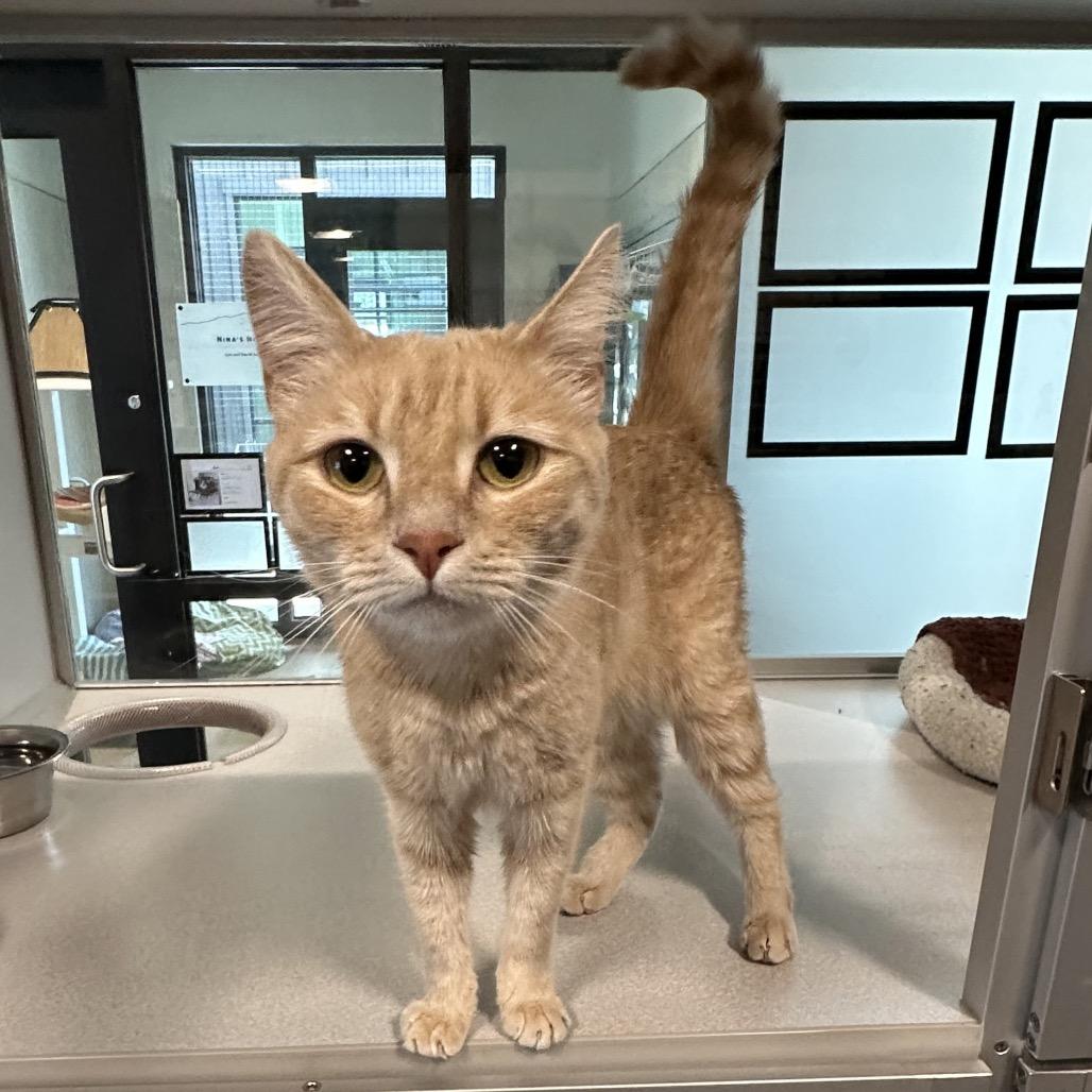 Enlarge Wilma, a Adoptable Domestic Short Hair in Hailey, ID image 3/4