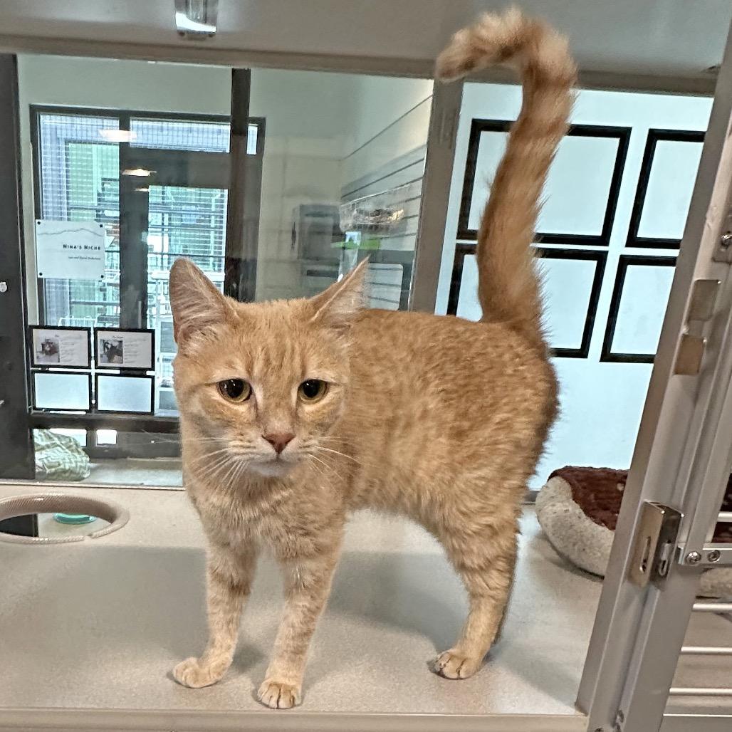 Enlarge Wilma, a Adoptable Domestic Short Hair in Hailey, ID image 4/4