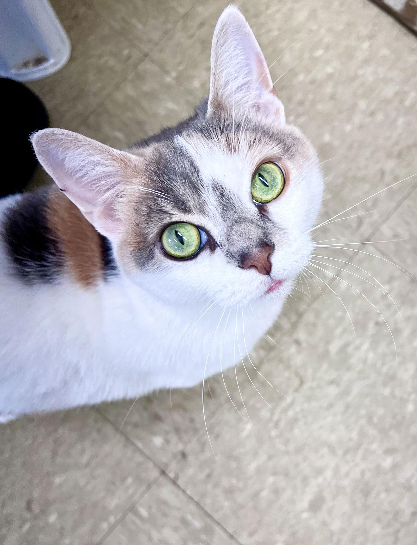 Sweet Potatowillow Grove thumbnail 2