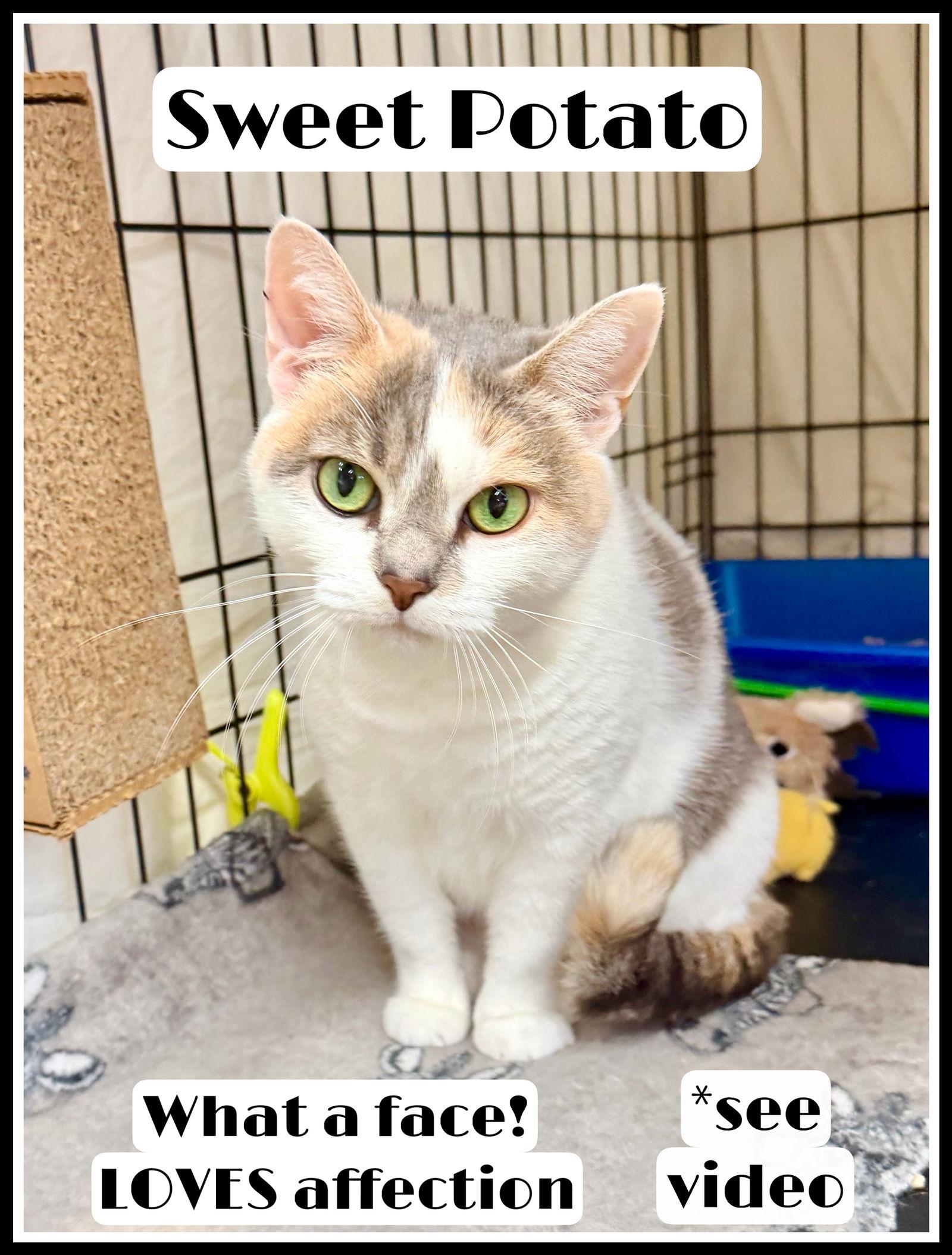 Sweet Potatowillow Grove