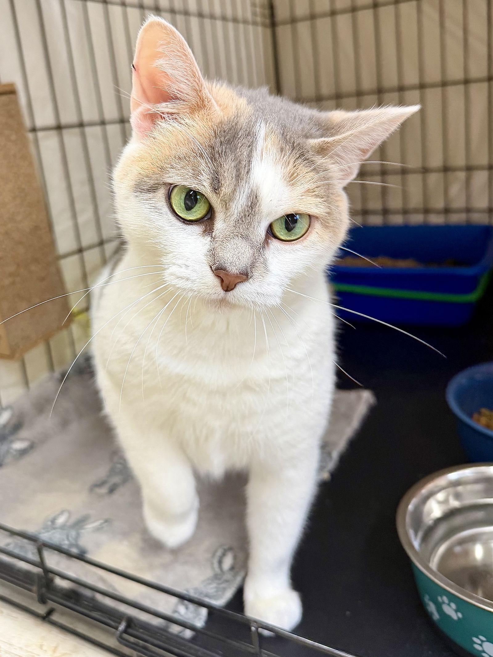 Sweet Potatowillow Grove thumbnail 4