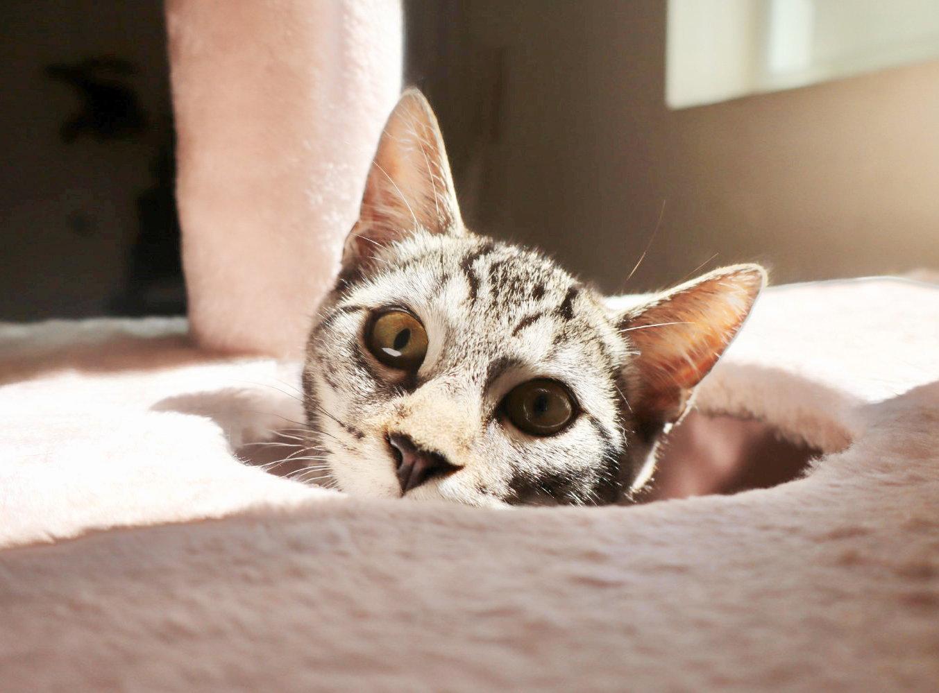 Enlarge Milo, a Adoptable Tabby in Alameda, CA image 1/3