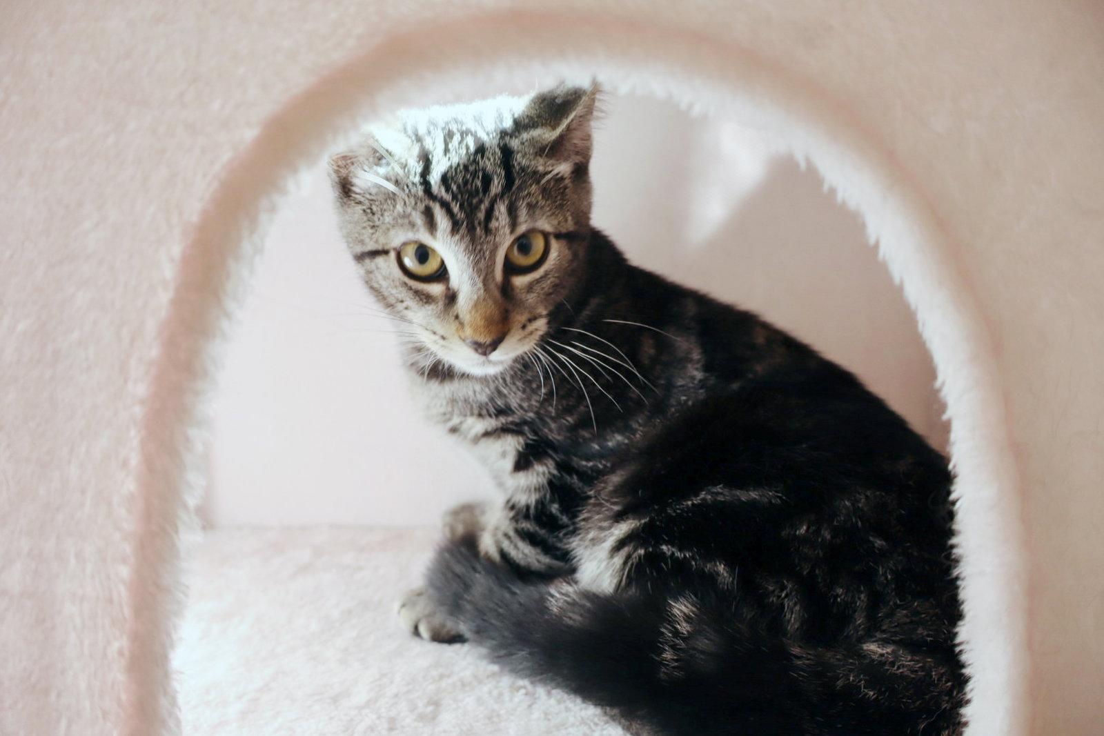 Enlarge Milo, a Adoptable Tabby in Alameda, CA image 2/3