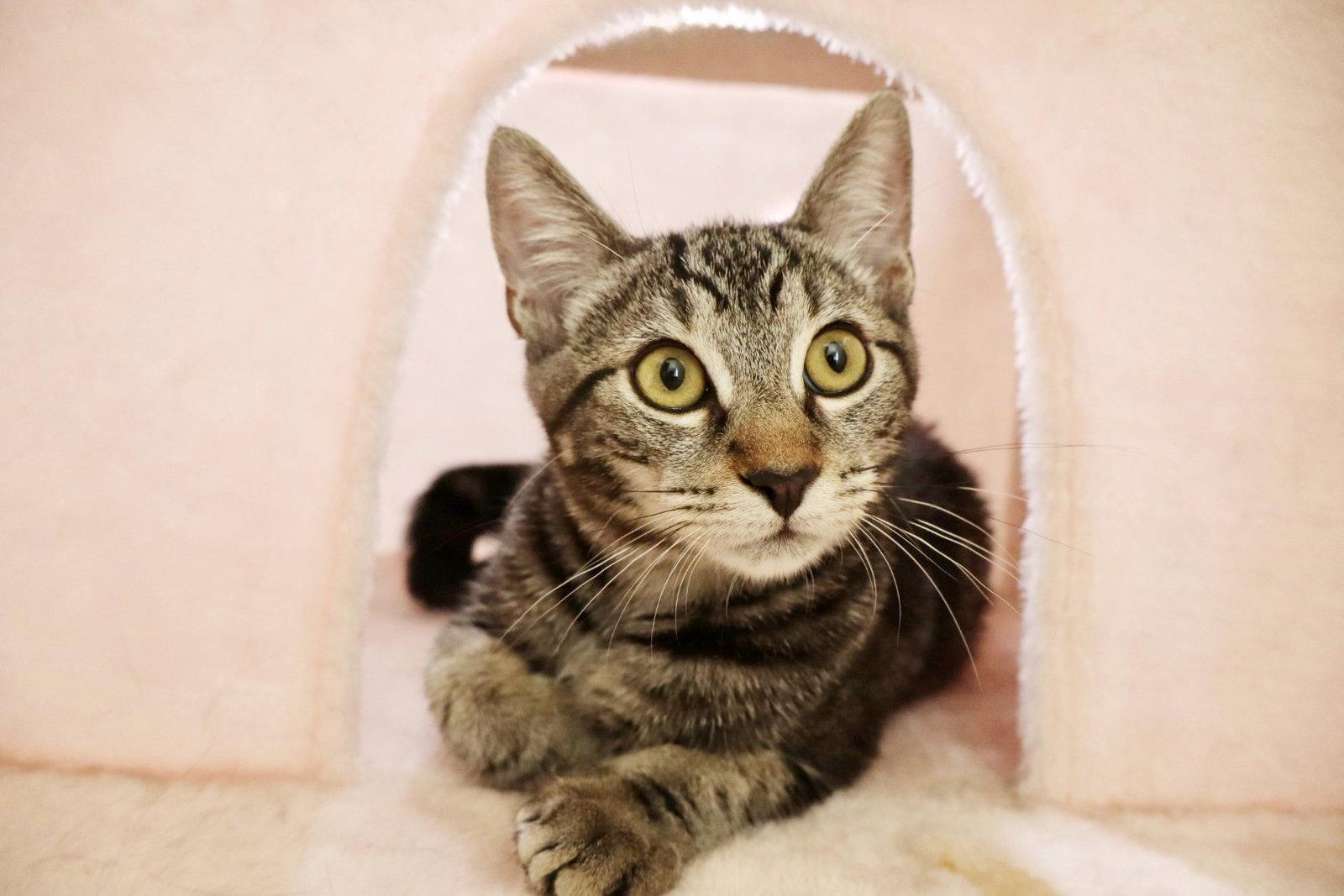 Enlarge Milo, a Adoptable Tabby in Alameda, CA image 3/3