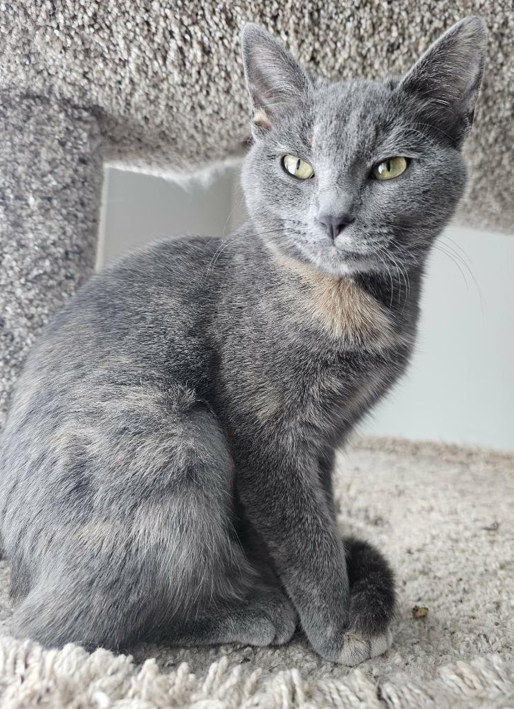 Enlarge Lia, a Adoptable mixed breed in Shell Lake, WI image 1/1