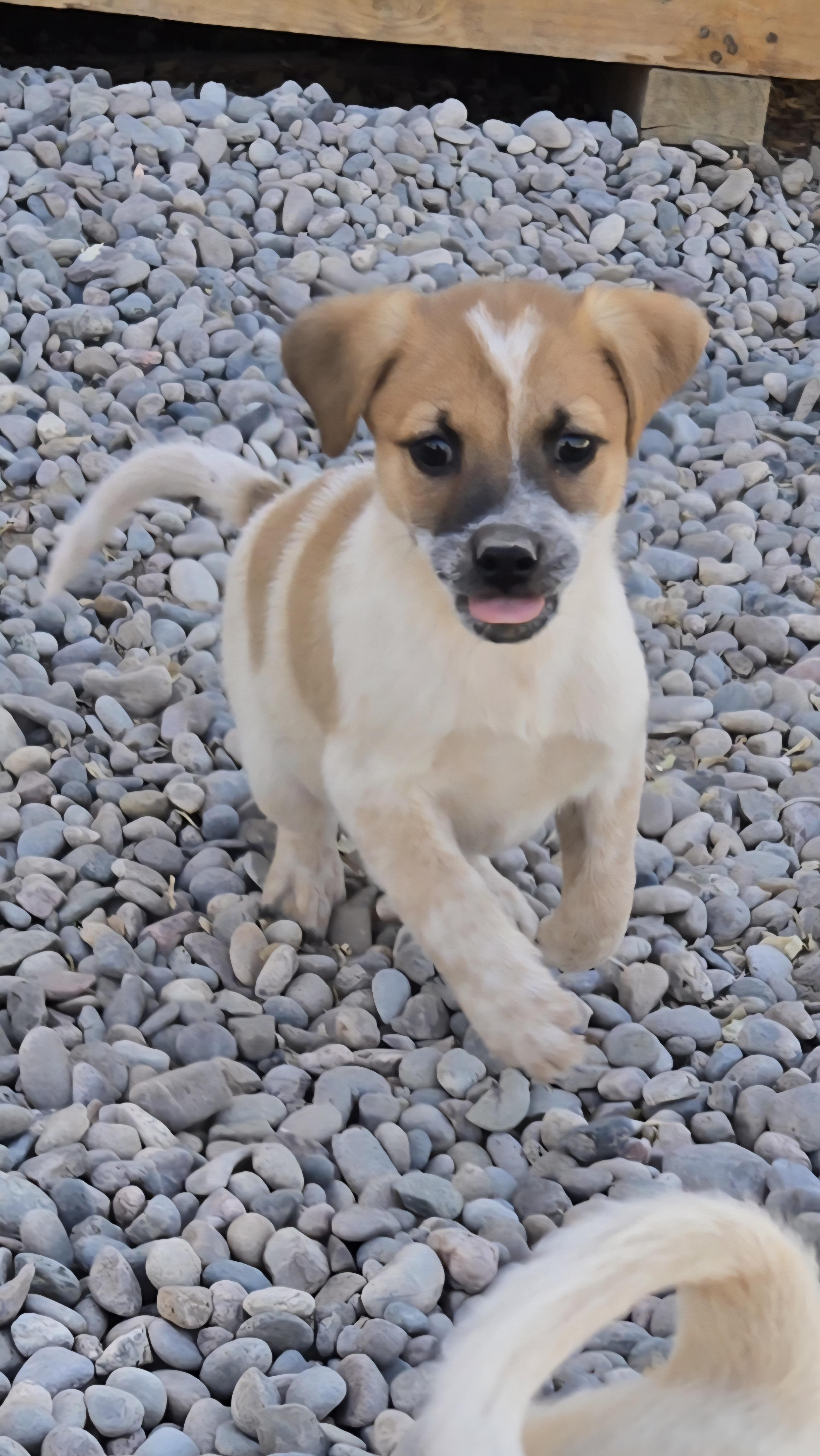 Enlarge **ASPEN - Please click More to read entire bio, a ADOPTABLE mixed breed in Peralta, NM image 2/6