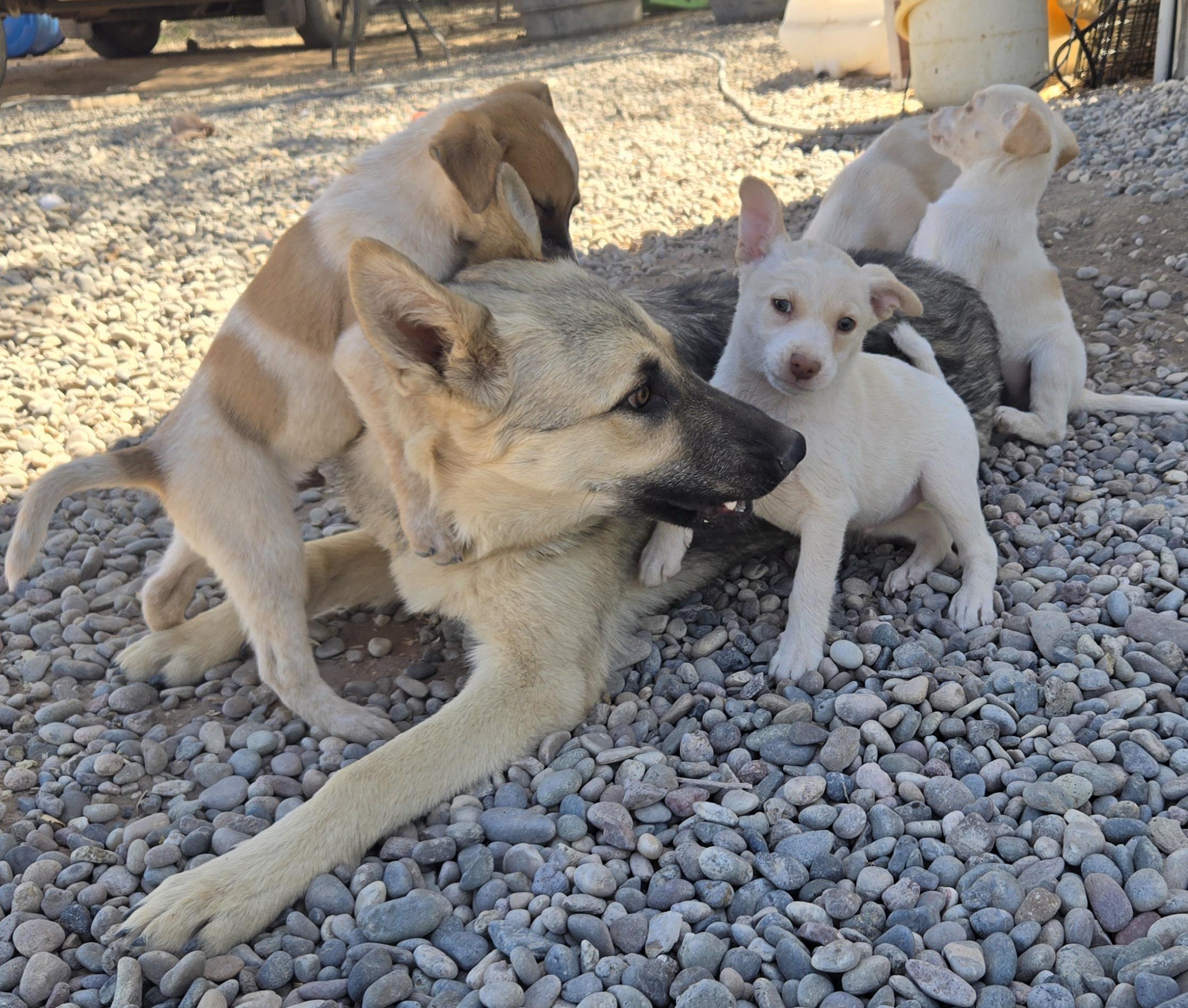 Enlarge **ASPEN - Please click More to read entire bio, a ADOPTABLE mixed breed in Peralta, NM image 5/6