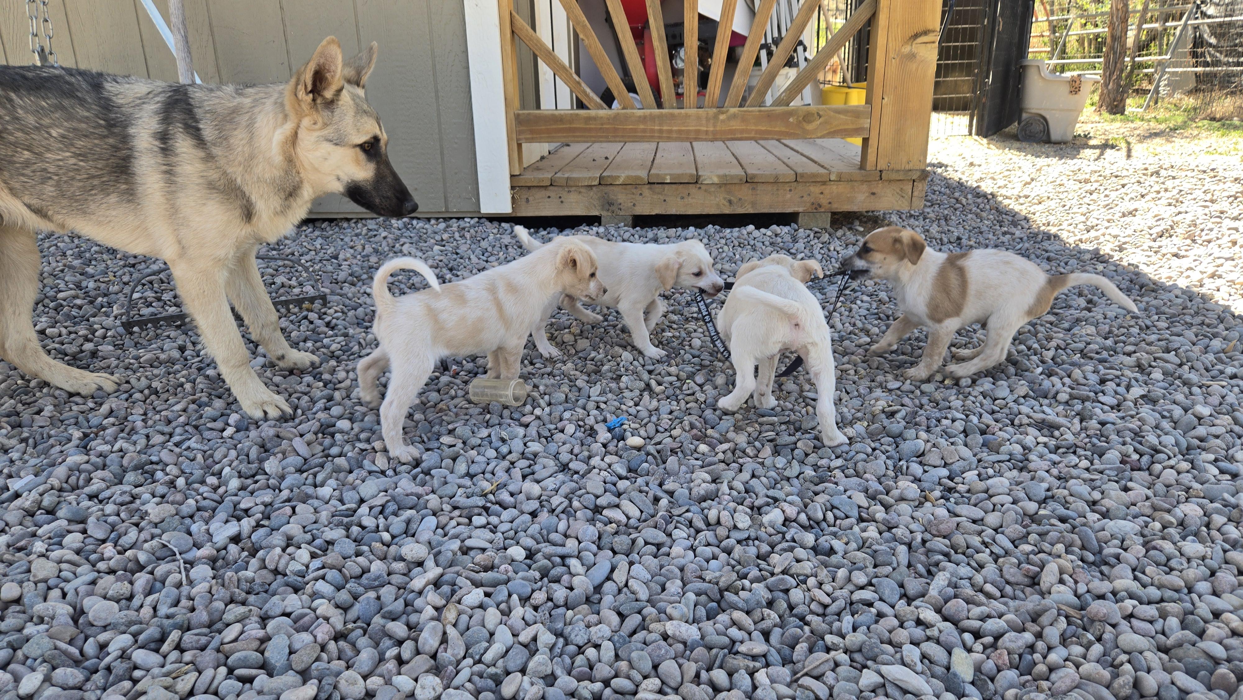 Enlarge **ASPEN - Please click More to read entire bio, a ADOPTABLE mixed breed in Peralta, NM image 4/6