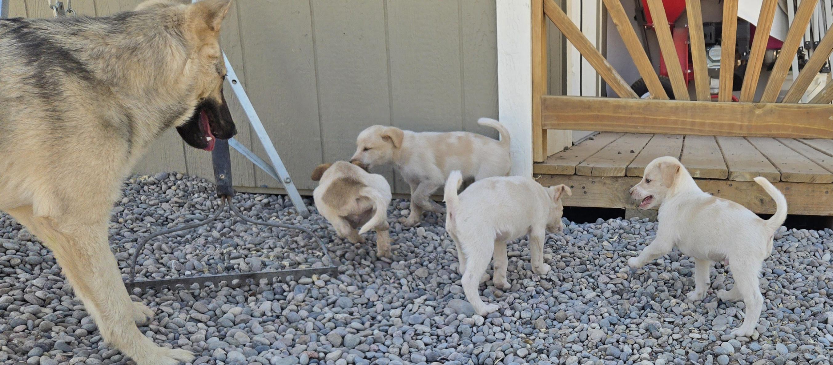 Enlarge **ASPEN - Please click More to read entire bio, a ADOPTABLE mixed breed in Peralta, NM image 6/6