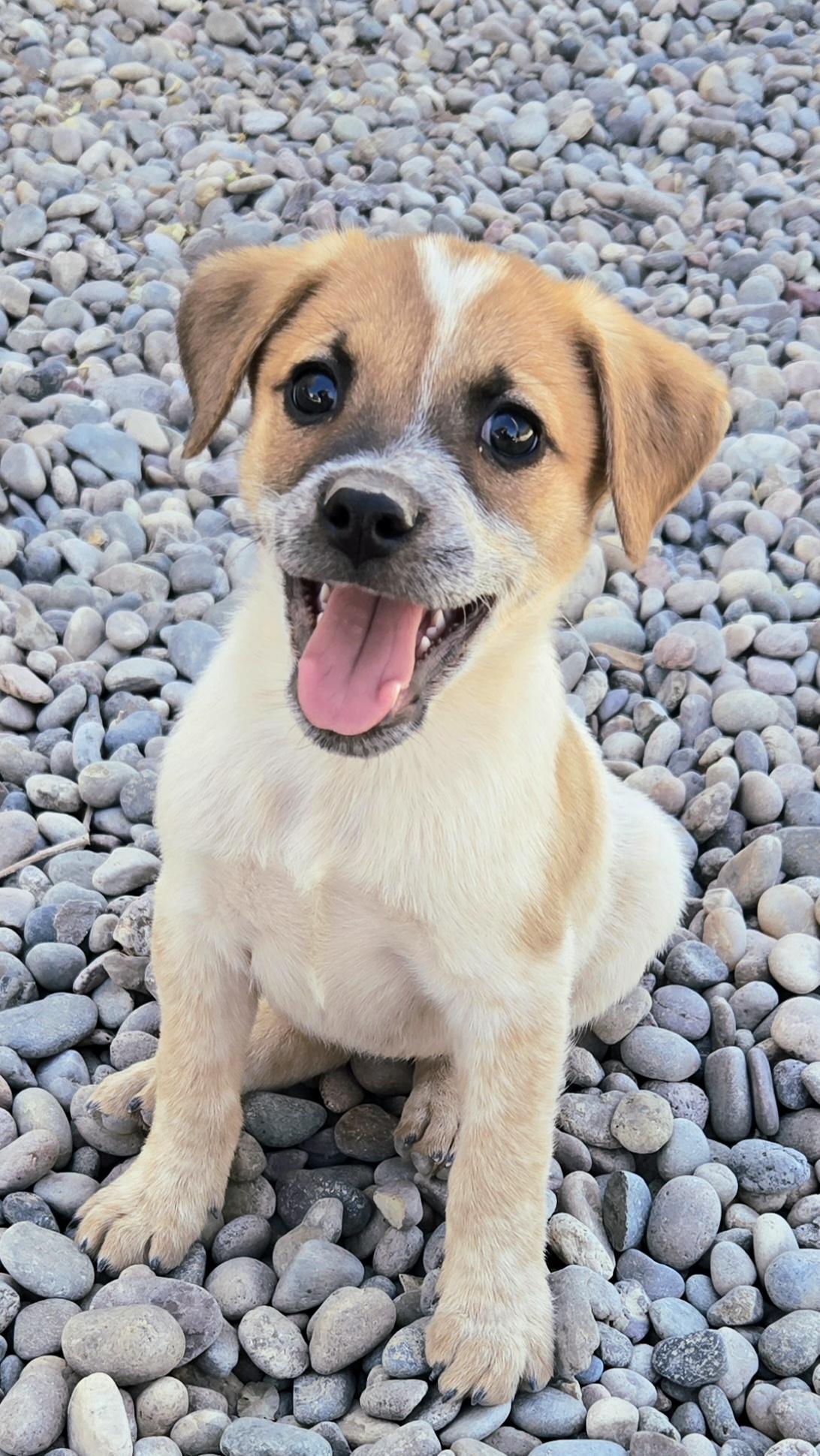 Enlarge **ASPEN - Please click More to read entire bio, a ADOPTABLE mixed breed in Peralta, NM image 1/6