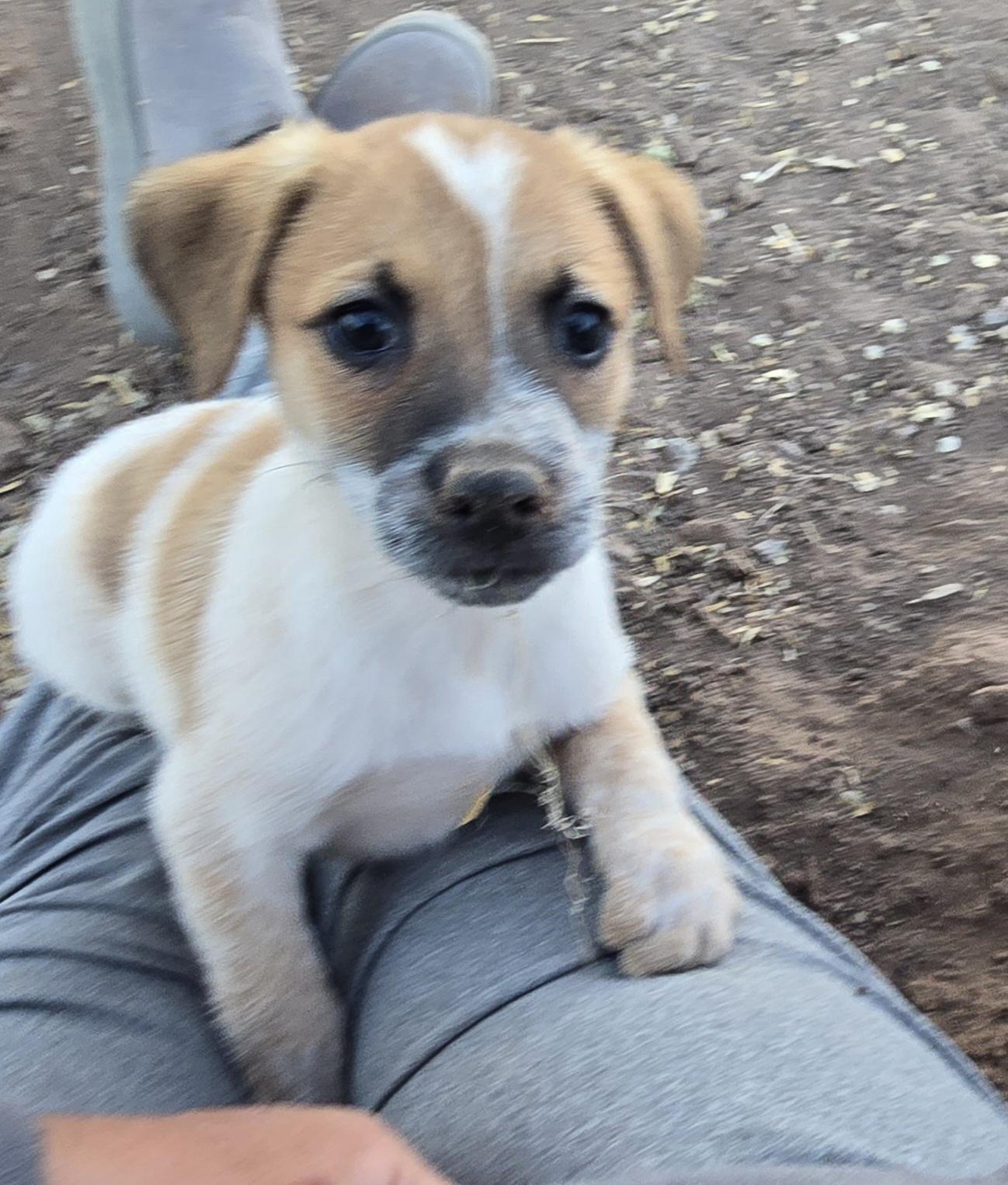 Enlarge **ASPEN - Please click More to read entire bio, a ADOPTABLE mixed breed in Peralta, NM image 3/6