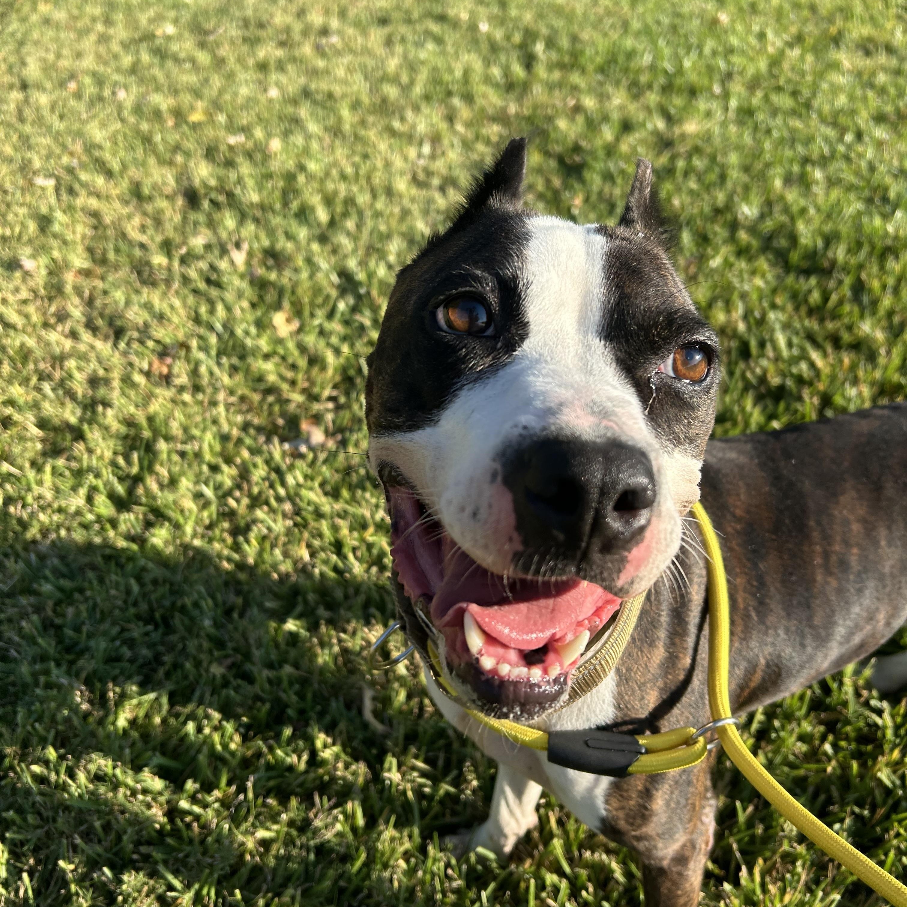 Foxy, Adoptable, Adult Female Boxer.