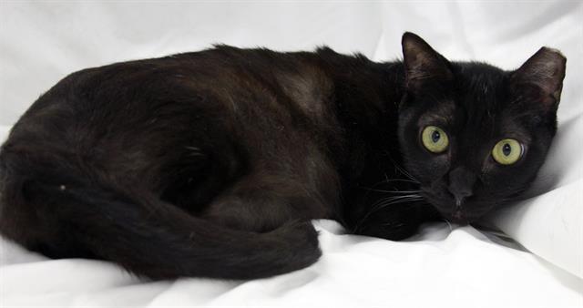 BUDDY, Adoptable, Young Male Domestic Short Hair.