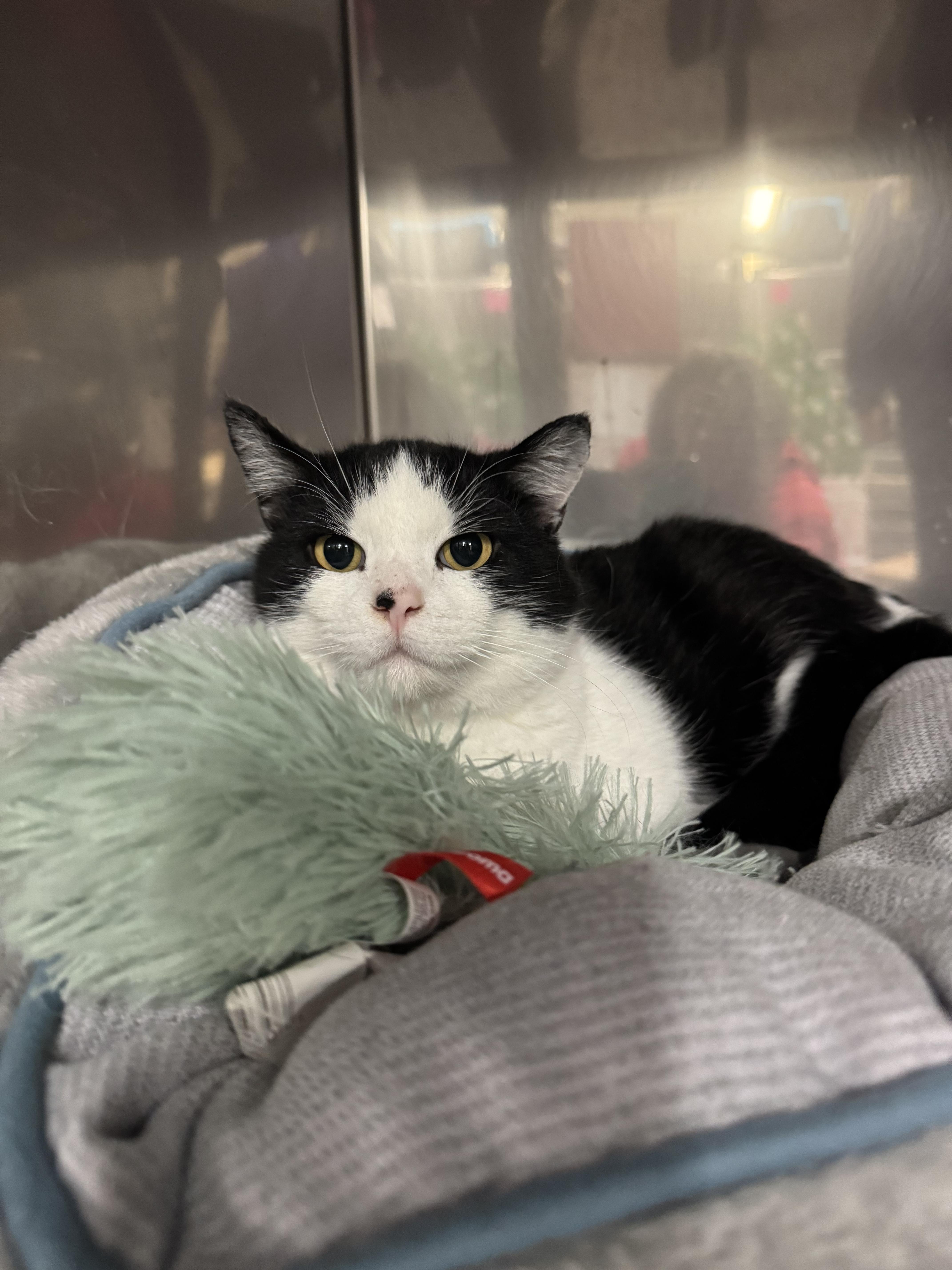 Hurley , adopted, Adult Male Domestic Short Hair.