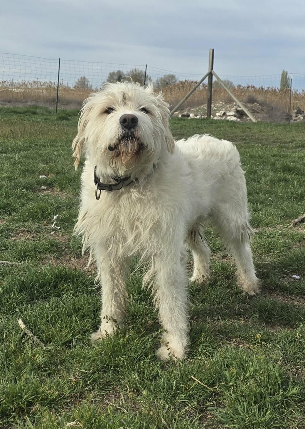 Yokohoma IN TRAINING AT LOCAL PRISON DOG PROGRAM, a ADOPTABLE mixed breed in Othello, WA image 1/4