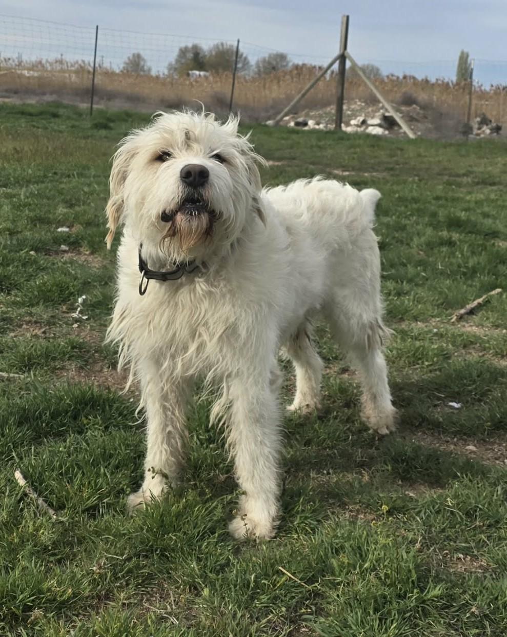 Yokohoma IN TRAINING AT LOCAL PRISON DOG PROGRAM, a ADOPTABLE mixed breed in Othello, WA image 4/4