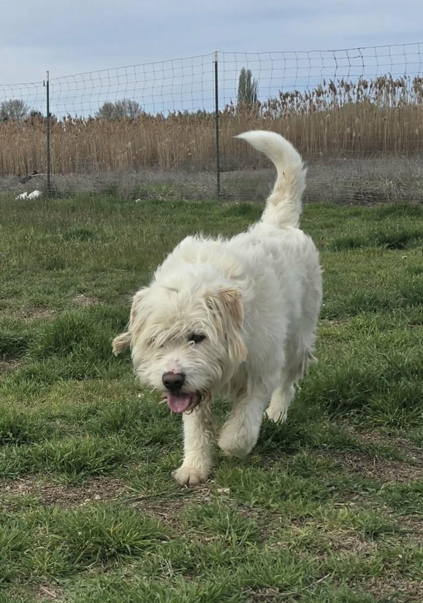 Yokohoma IN TRAINING AT LOCAL PRISON DOG PROGRAM, a ADOPTABLE mixed breed in Othello, WA image 3/4