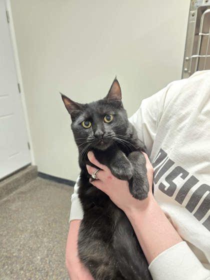 Enlarge Harry, a ADOPTABLE Domestic Short Hair in Voorhees, NJ image 1/1