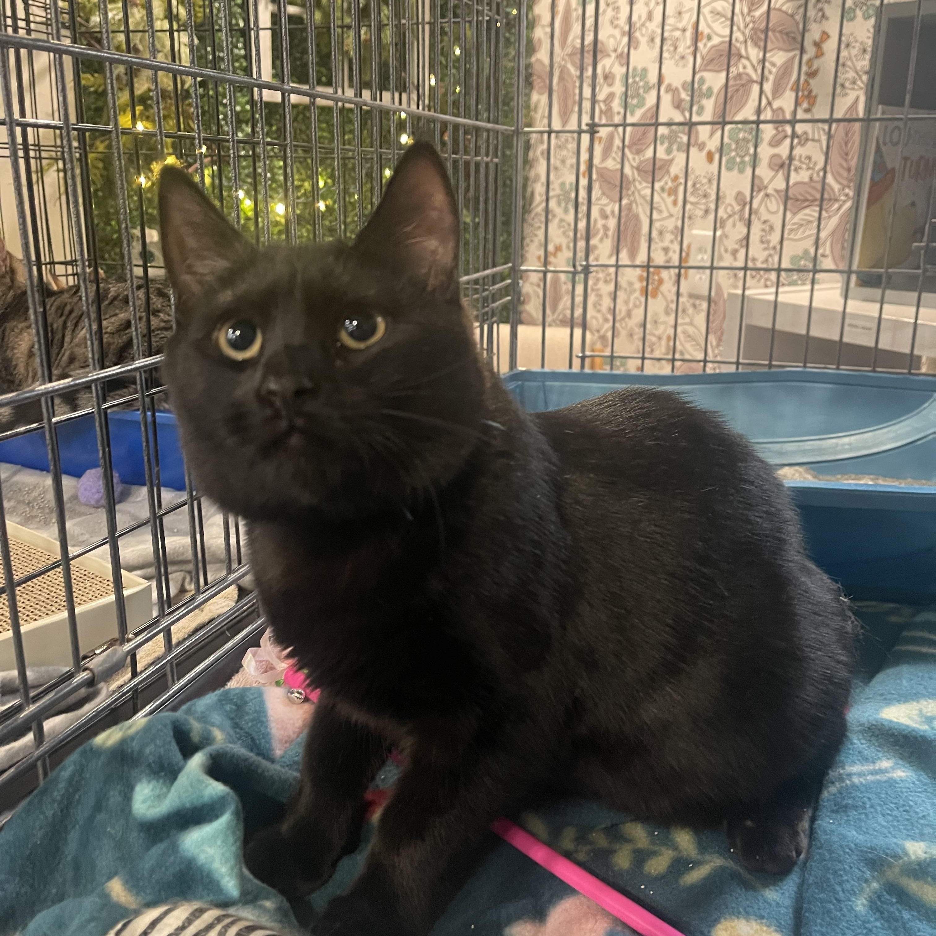 Enlarge Harry, an adopted Domestic Short Hair in Voorhees, NJ image 2/5