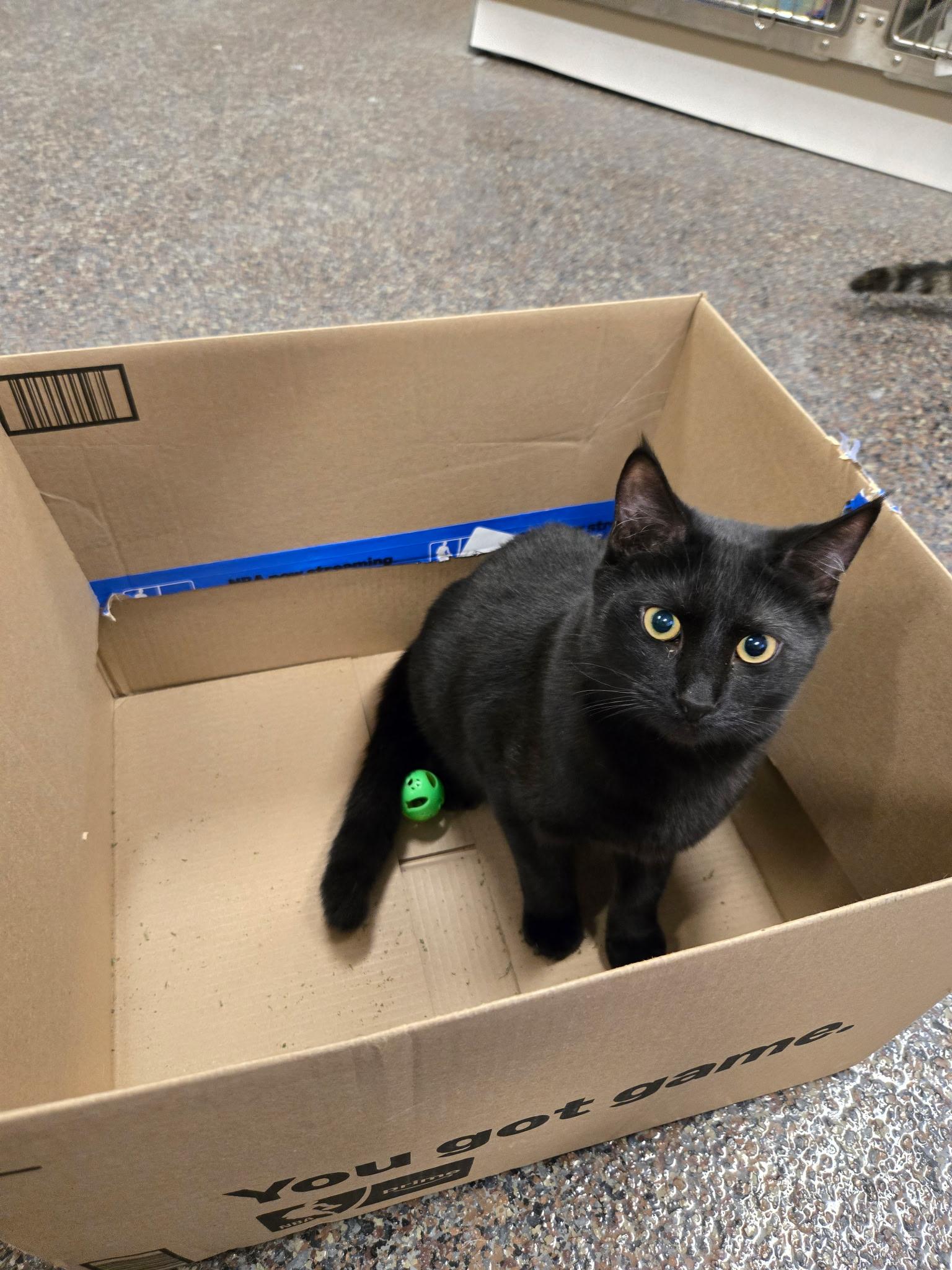 Enlarge Harry, an adopted Domestic Short Hair in Voorhees, NJ image 5/5