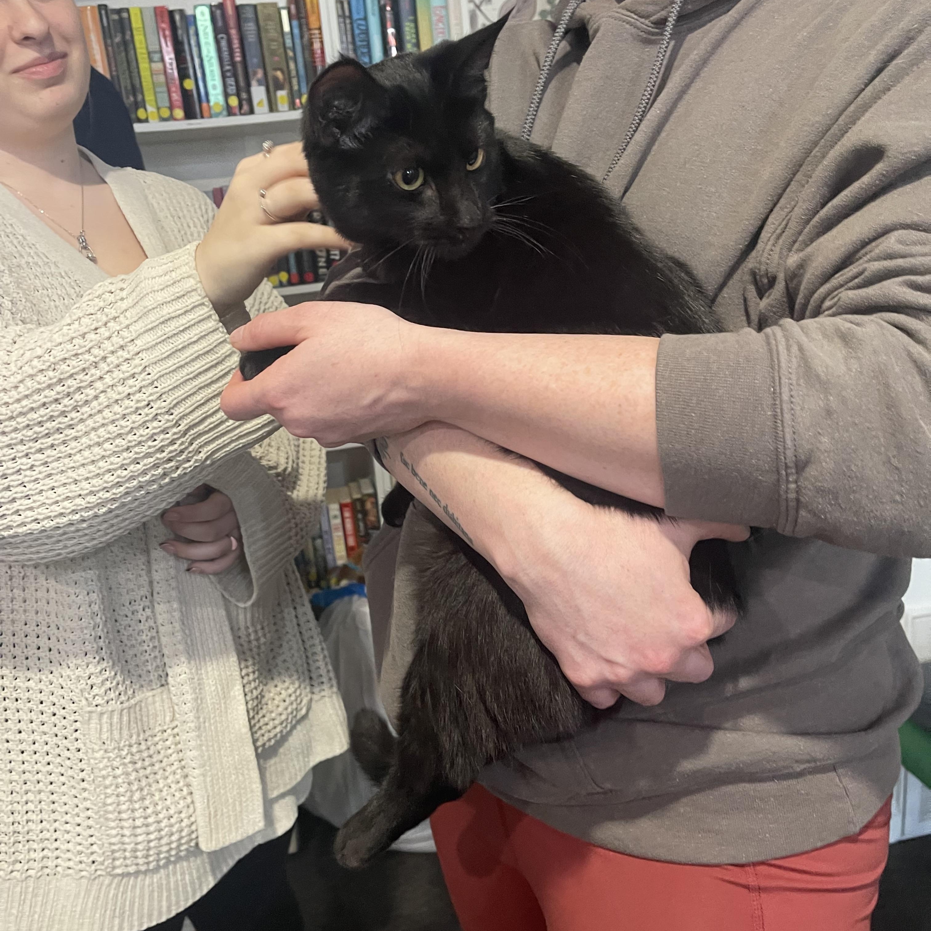 Enlarge Harry, an adopted Domestic Short Hair in Voorhees, NJ image 3/5