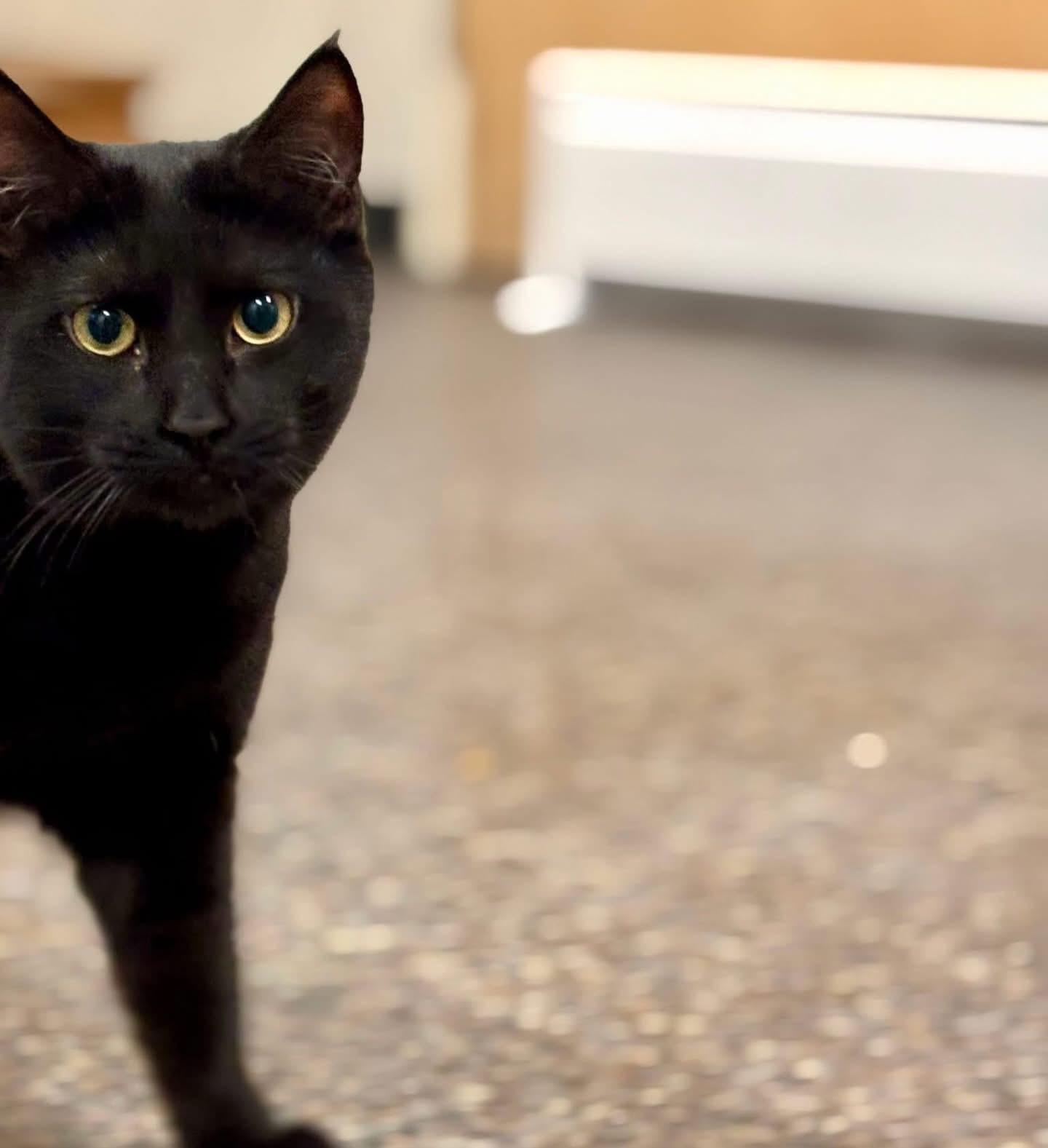 Harry, ADOPTABLE, Young Male Domestic Short Hair.