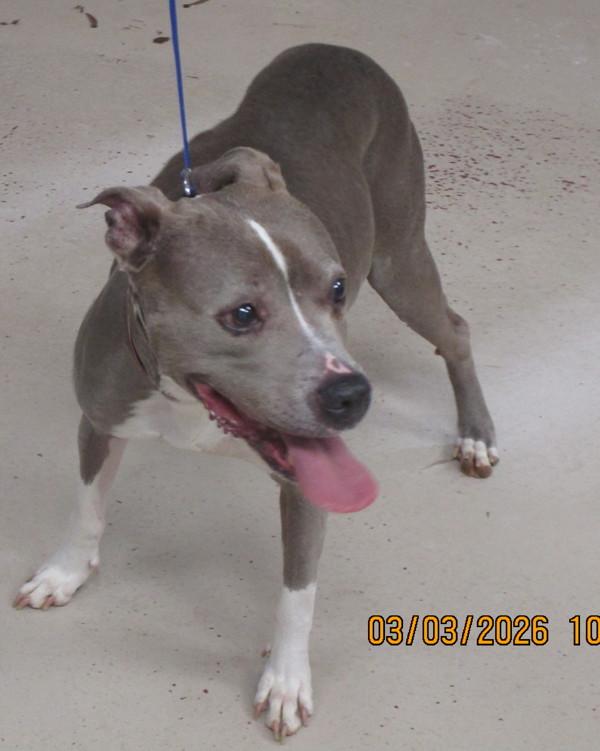 Nova(413) — thumbnail 2