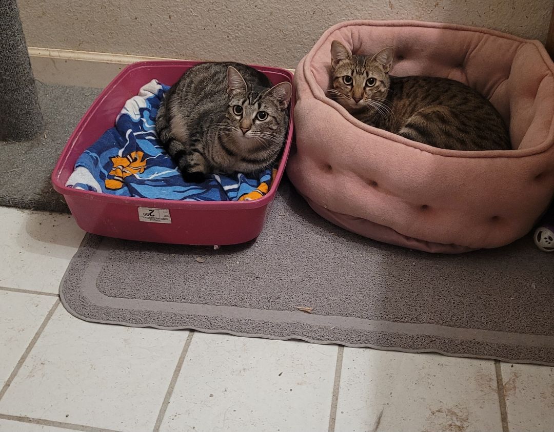 Emma (Bonded with Ginger), Adoptable, Adult Female Domestic Short Hair & Tabby.