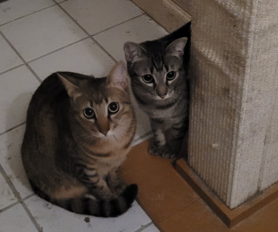 Enlarge Emma (Bonded with Ginger), a Adoptable mixed breed in San Jose, CA image 2/3