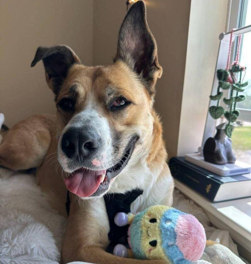 Reggie, Adoptable, Adult Male Shepherd & Mixed Breed.