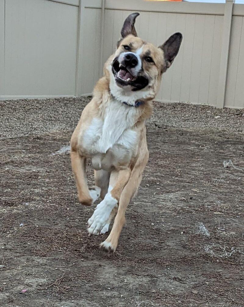 Enlarge Reggie, a Adoptable mixed breed in Yankton, SD image 2/6