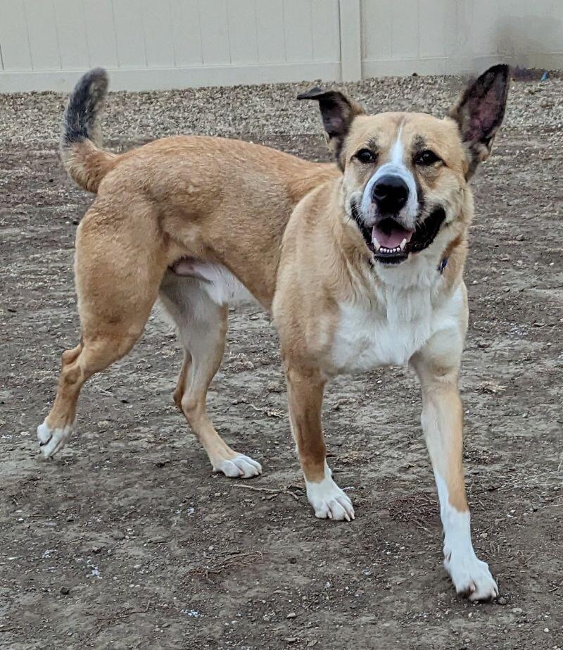 Enlarge Reggie, a Adoptable mixed breed in Yankton, SD image 3/6