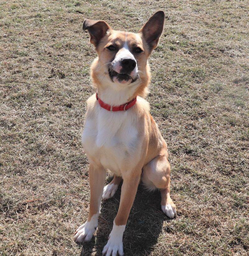 Enlarge Reggie, a Adoptable mixed breed in Yankton, SD image 4/6