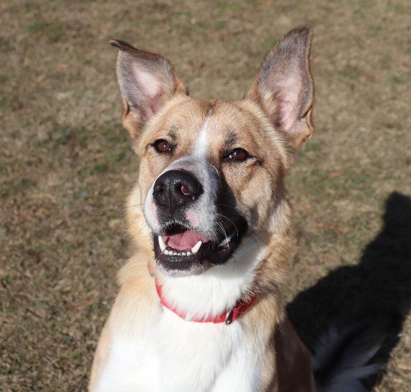 Enlarge Reggie, a Adoptable mixed breed in Yankton, SD image 5/6