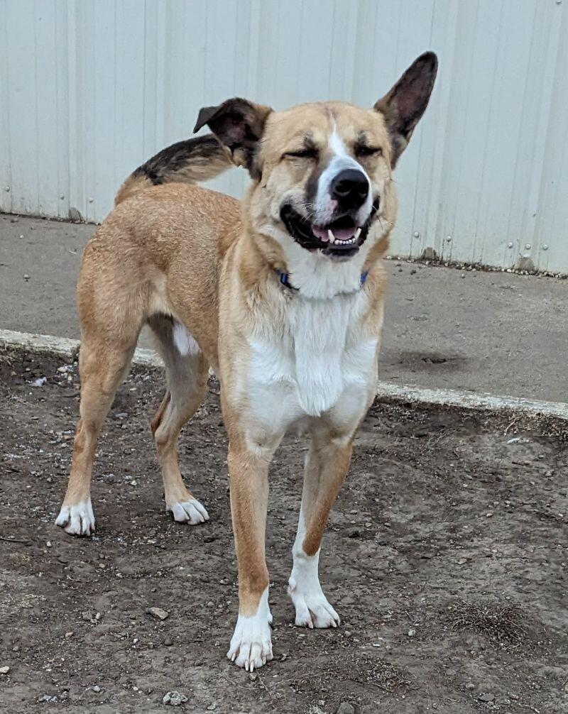 Enlarge Reggie, a Adoptable mixed breed in Yankton, SD image 6/6
