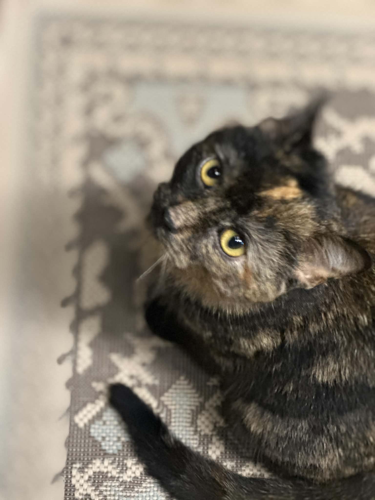 Enlarge Chapel, a ADOPTABLE Domestic Short Hair in Milwaukee, WI image 2/4