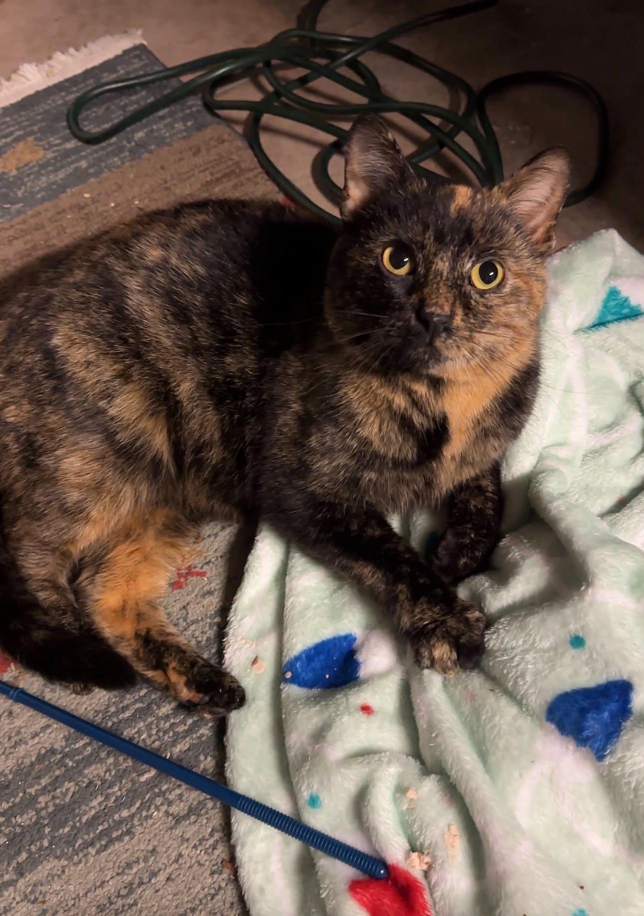 Enlarge Chapel, a ADOPTABLE Domestic Short Hair in Milwaukee, WI image 4/4