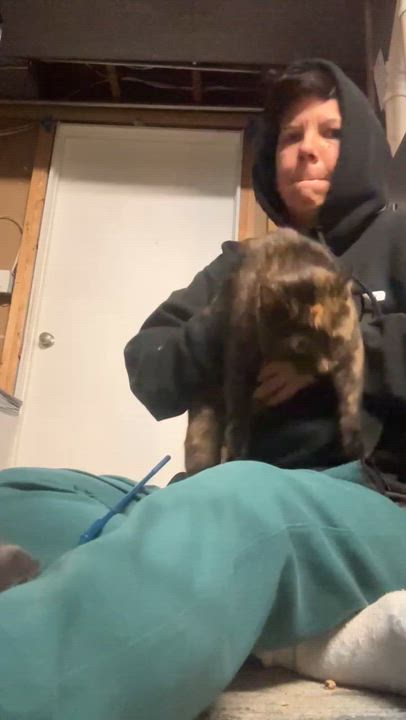 Enlarge Chapel, a ADOPTABLE Domestic Short Hair in Milwaukee, WI video 3/4