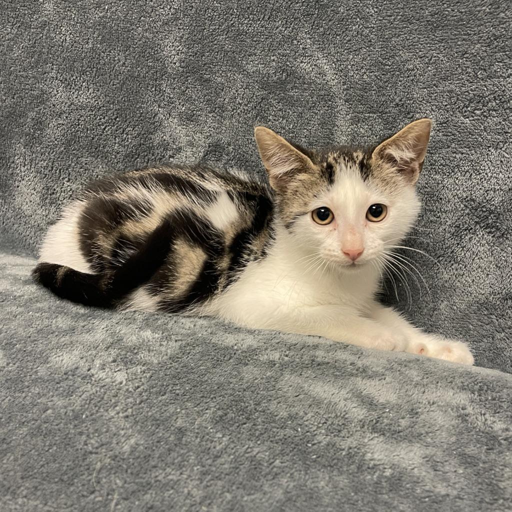 Enlarge Juniper, a Adoptable mixed breed in Brenham, TX image 1/6