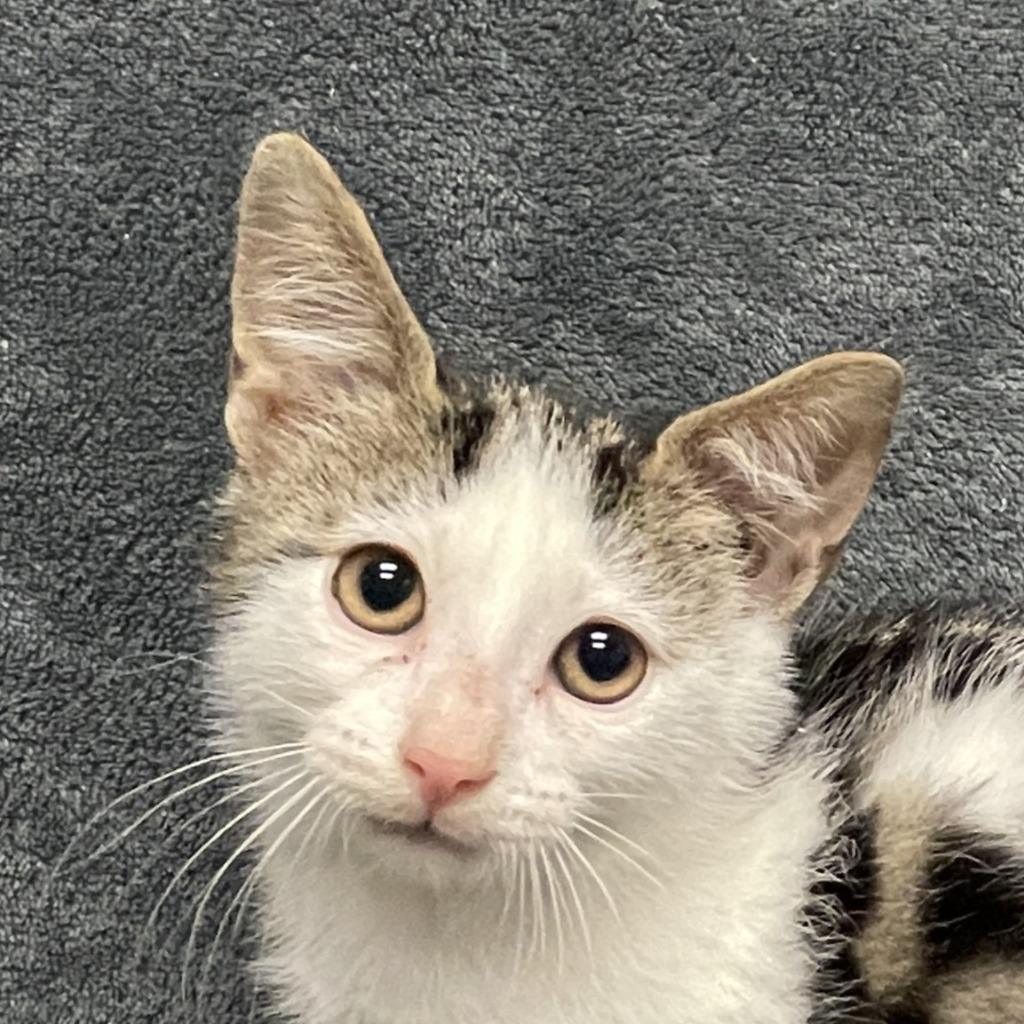 Enlarge Juniper, a Adoptable mixed breed in Brenham, TX image 2/6