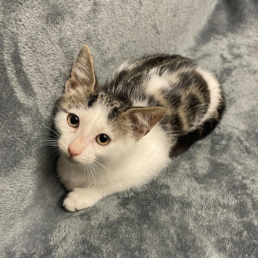 Enlarge Juniper, a Adoptable mixed breed in Brenham, TX image 3/6