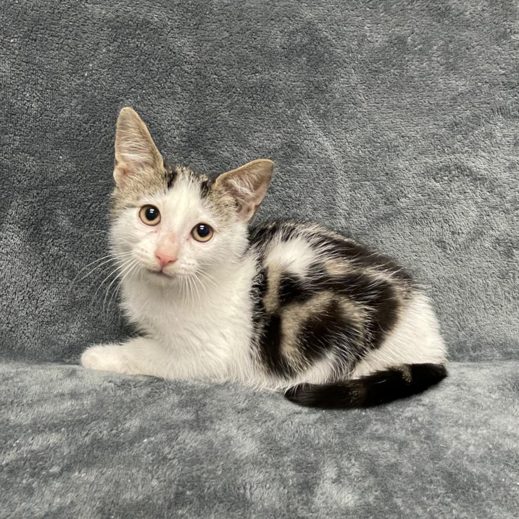 Enlarge Juniper, a Adoptable mixed breed in Brenham, TX image 4/6