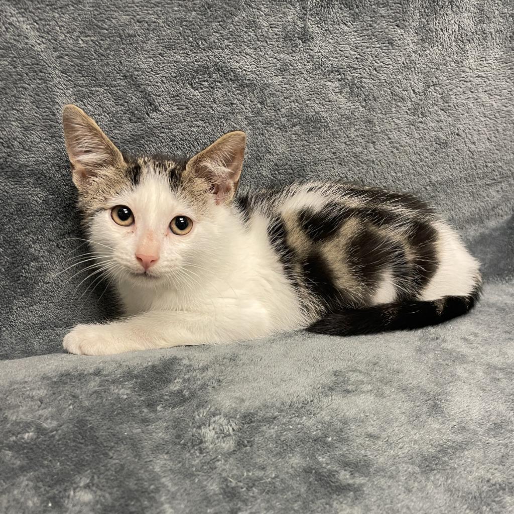 Enlarge Juniper, a Adoptable mixed breed in Brenham, TX image 5/6