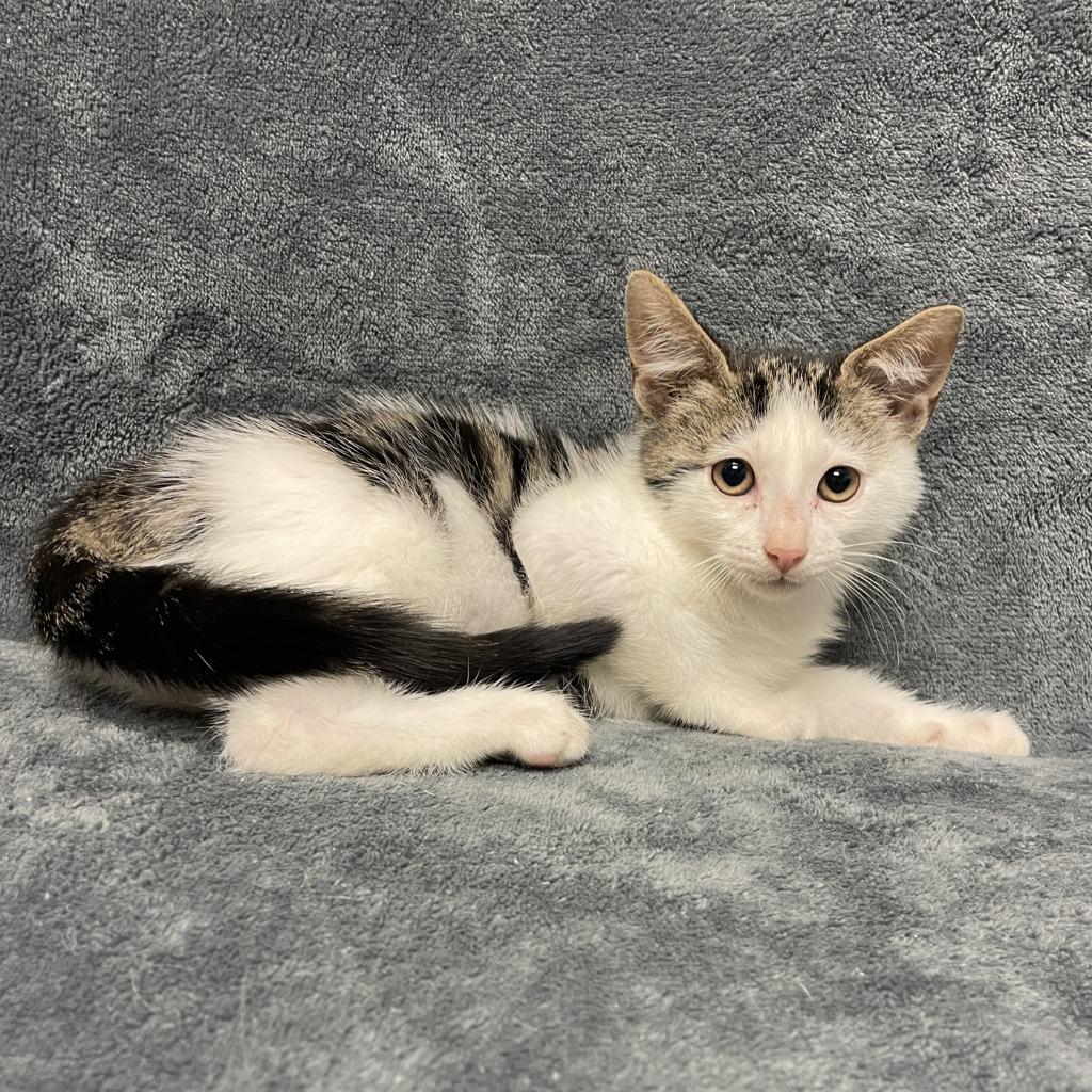 Enlarge Juniper, a Adoptable mixed breed in Brenham, TX image 6/6