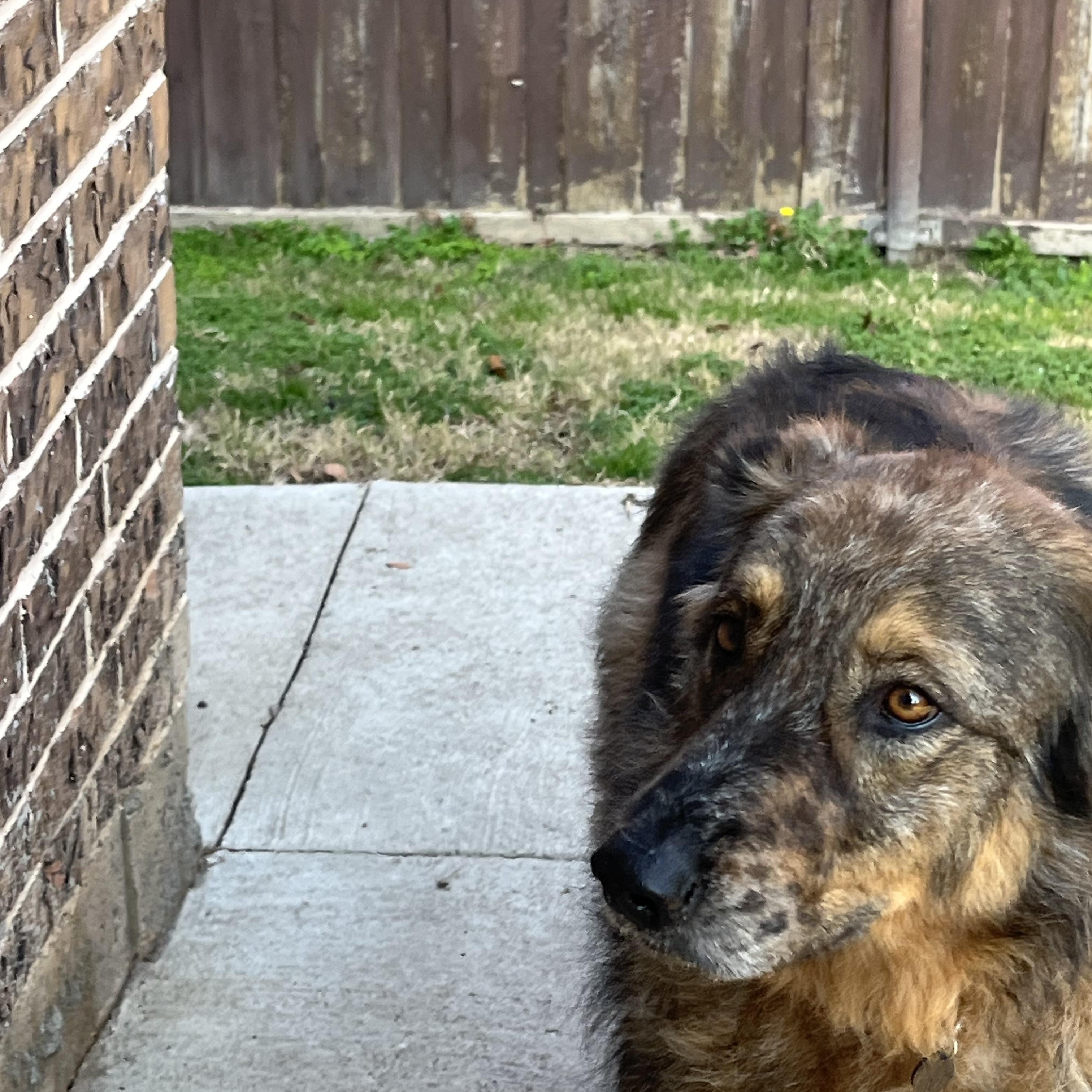 Enlarge Mimosa J, a ADOPTABLE mixed breed in Dallas, TX image 3/4