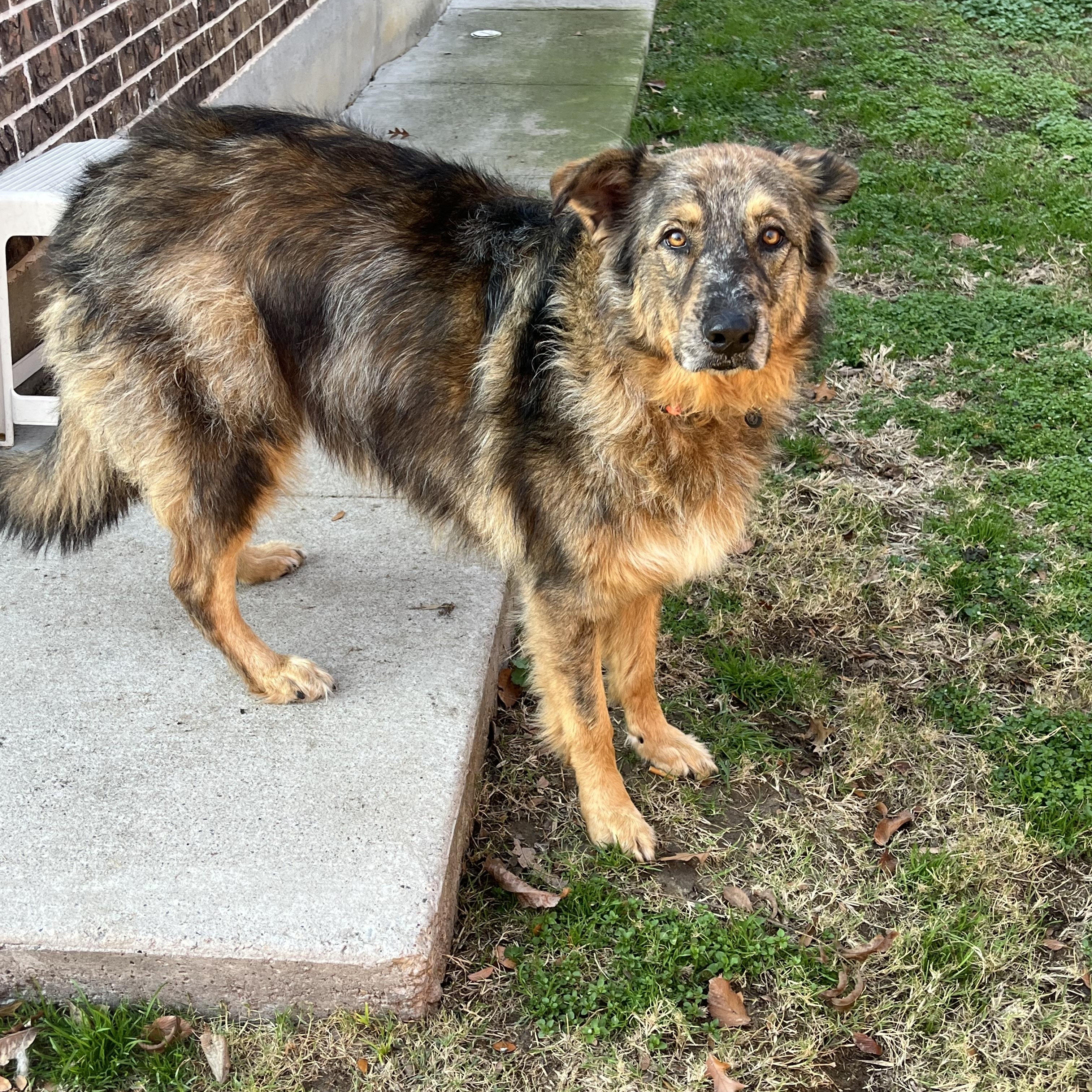 Enlarge Mimosa J, a ADOPTABLE mixed breed in Dallas, TX image 4/4