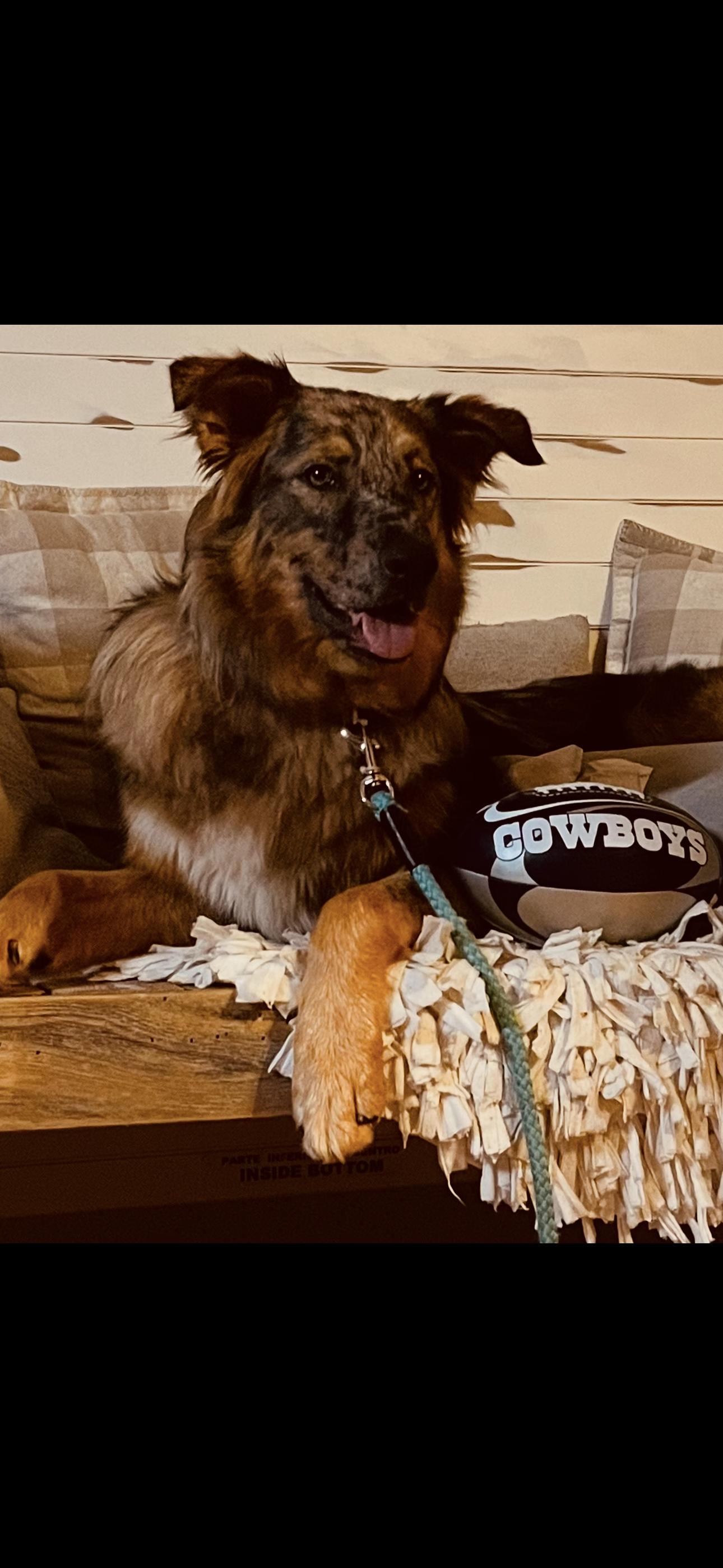 Mimosa J, ADOPTABLE, Adult Female Australian Shepherd & German Shepherd Dog.