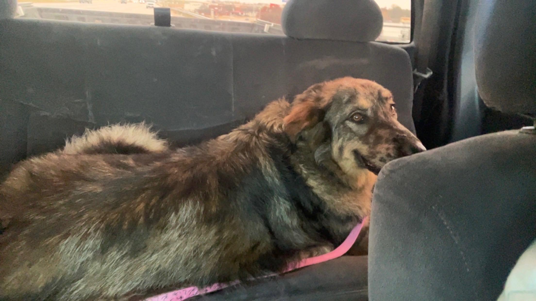 Enlarge Mimosa J, a ADOPTABLE mixed breed in Dallas, TX image 2/4